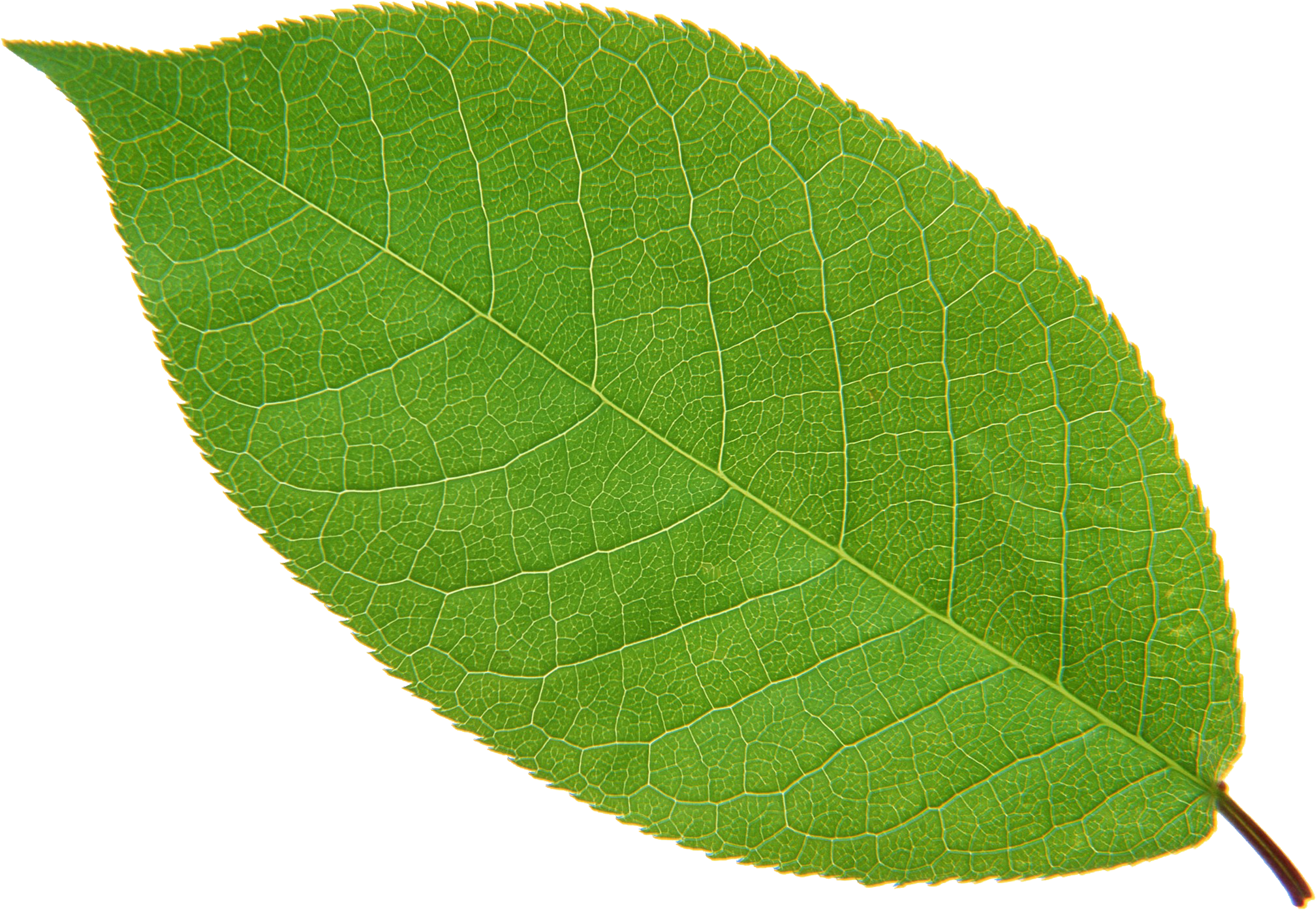 leaf